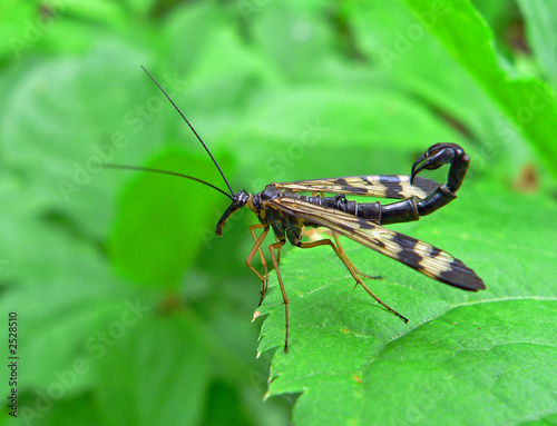insect (panorpa communis) © Valeriy Kirsanov