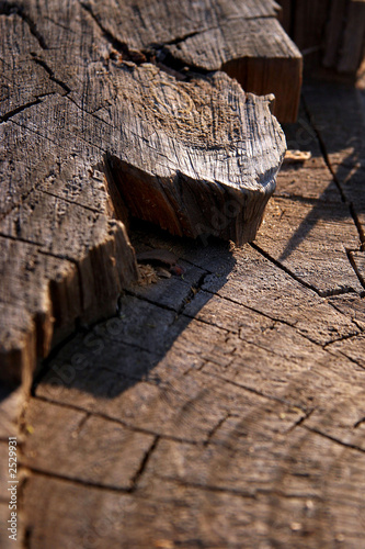 wood stump