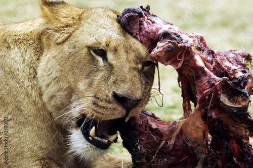lioness feeding