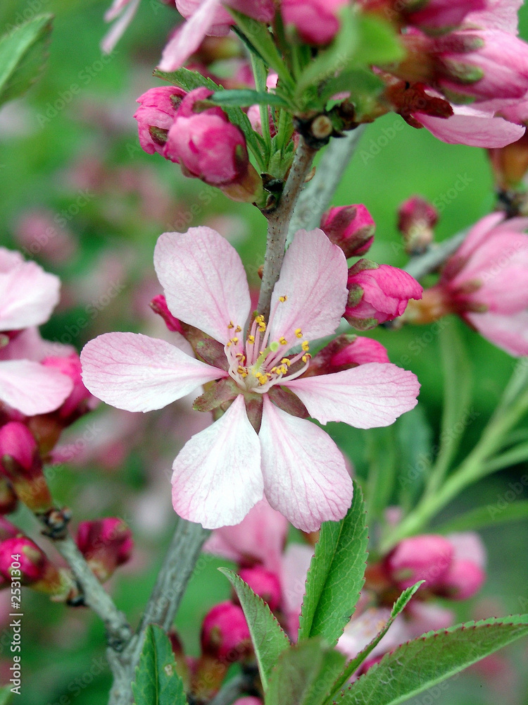 blossoming almonds blossoming almonds