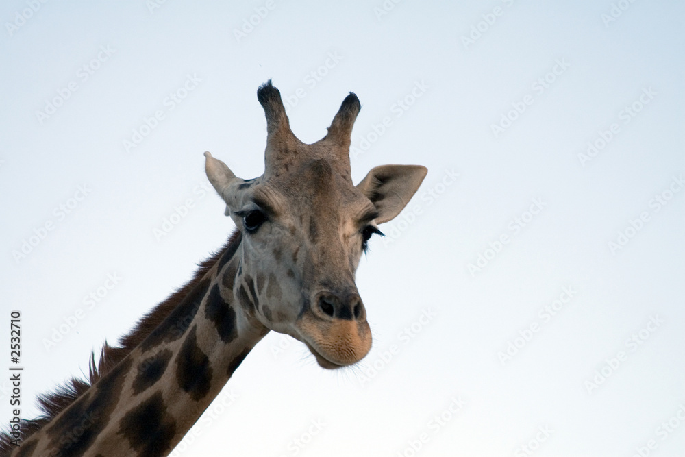 giraffe close-up