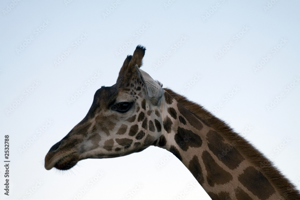 giraffe close-up giraffe close-up