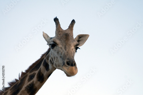 giraffe close-up © JENNY SOLOMON