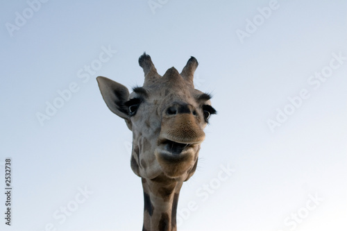 giraffe close-up © JENNY SOLOMON