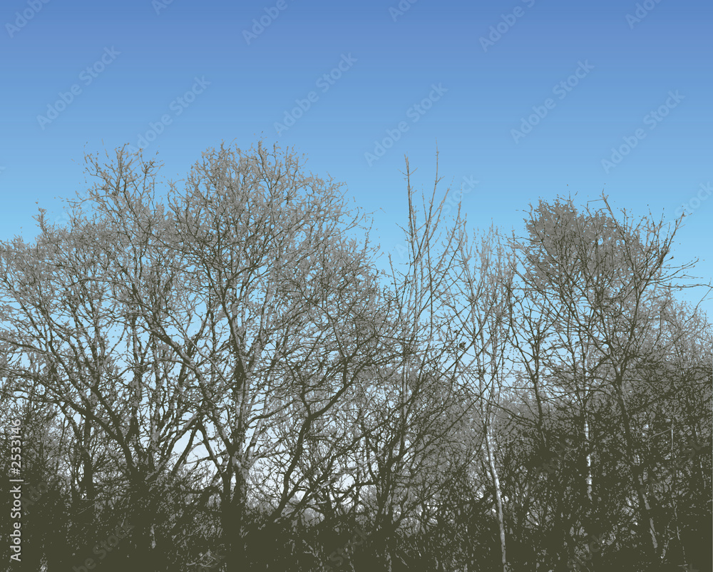 Fototapeta premium tree silhouette