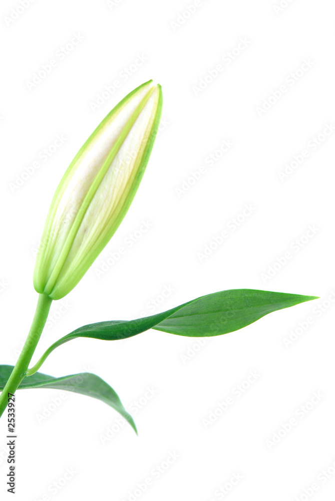 Obraz premium closed lily