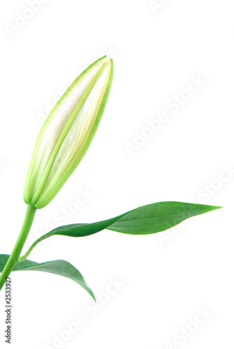 closed lily