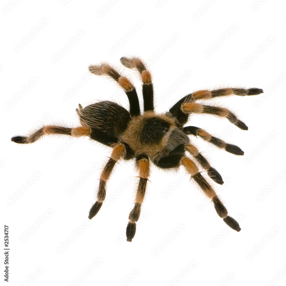 mygale; brachypelma smithi