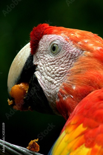 pappagallo che mangia