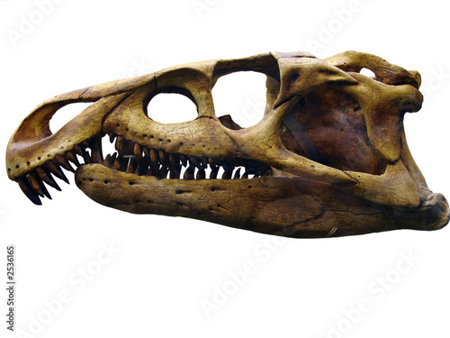 the skull of the giant reptile