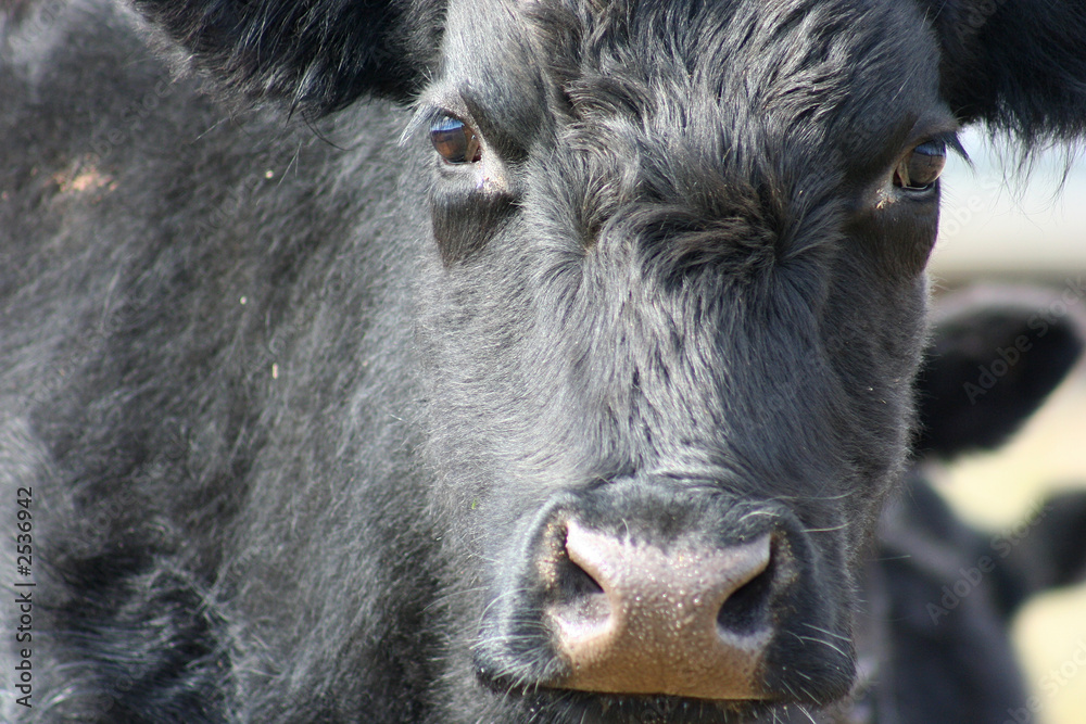 black cow staring