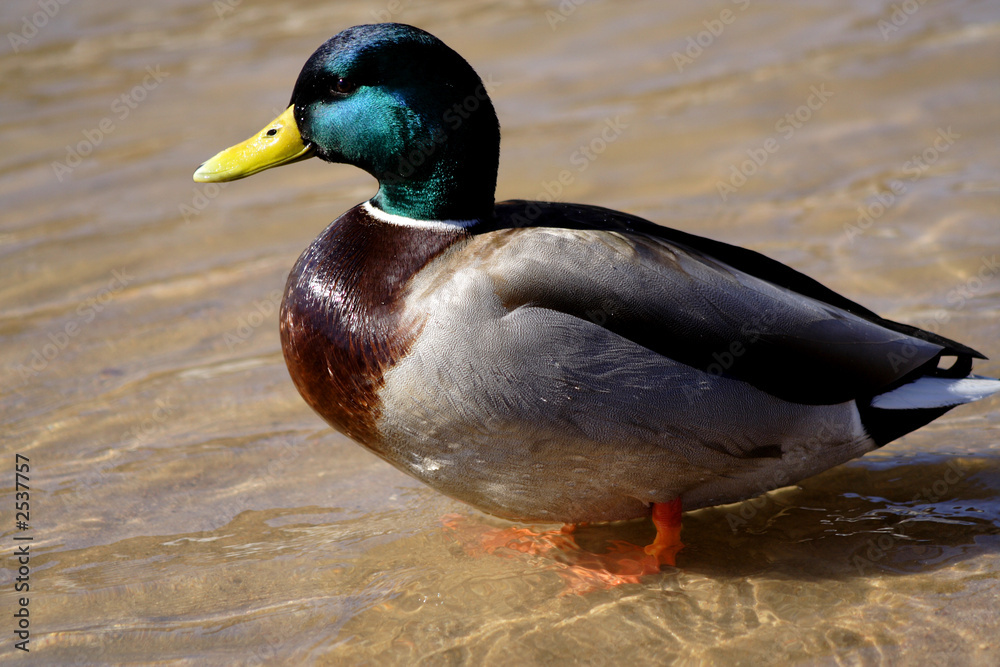 mallard standing in shallow water mallard standing in shallow water