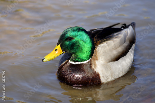 mallard duck