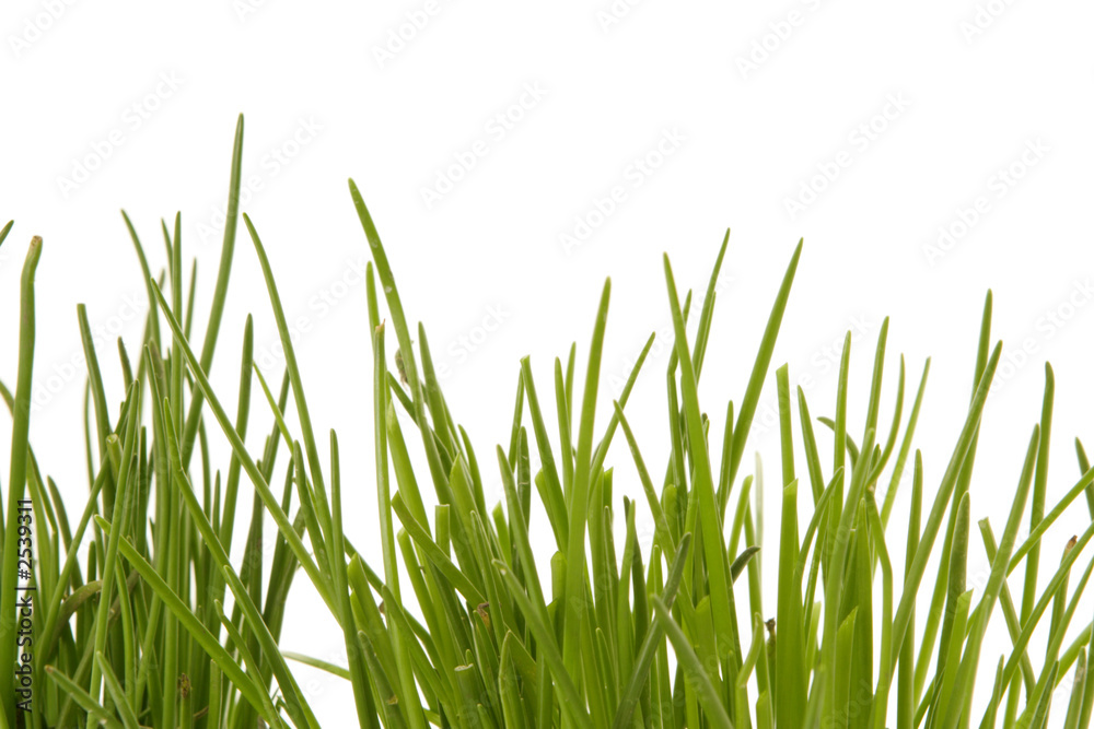 chives chives