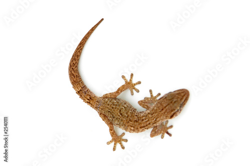 lizard