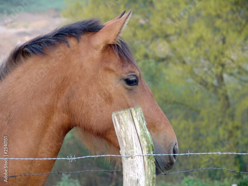 horse