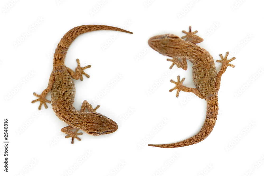 Obraz premium lizard