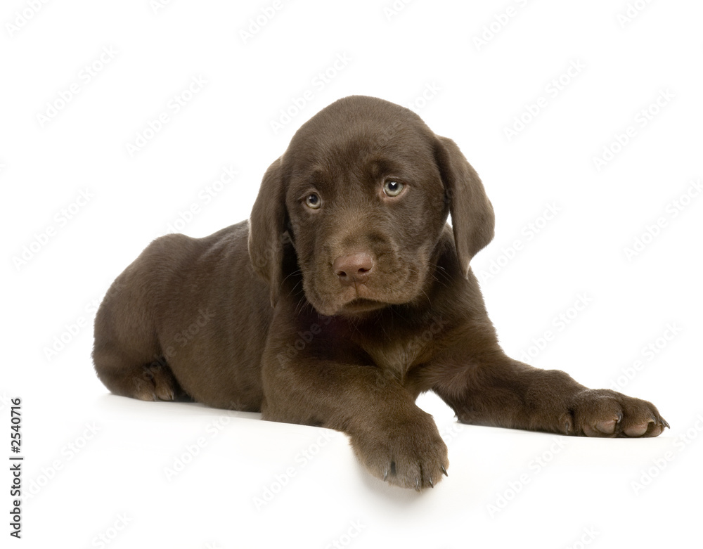 chiot labrador devant un fond blanc chiot labrador devant un fond blanc