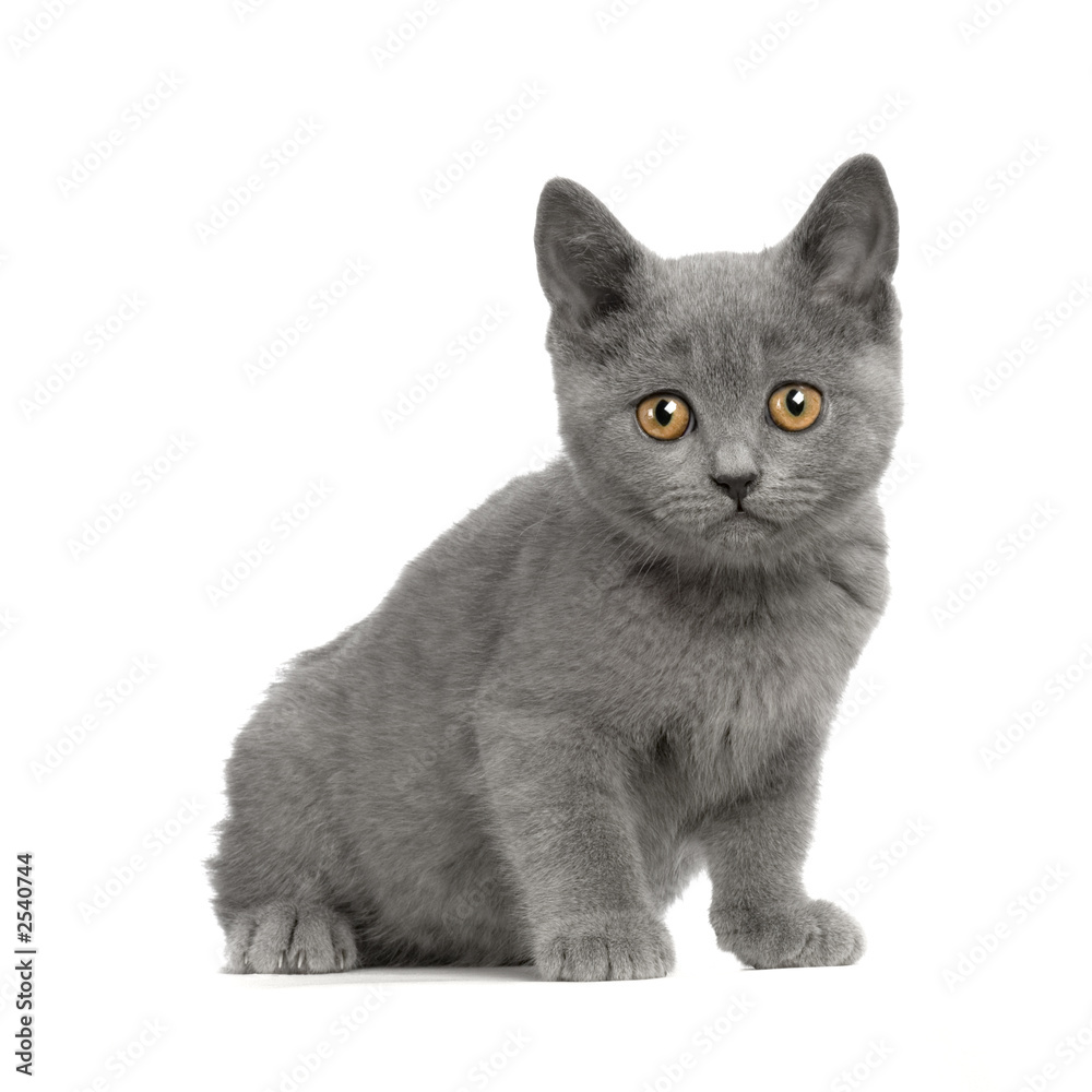 Chaton Chartreux Stock Photo Adobe Stock