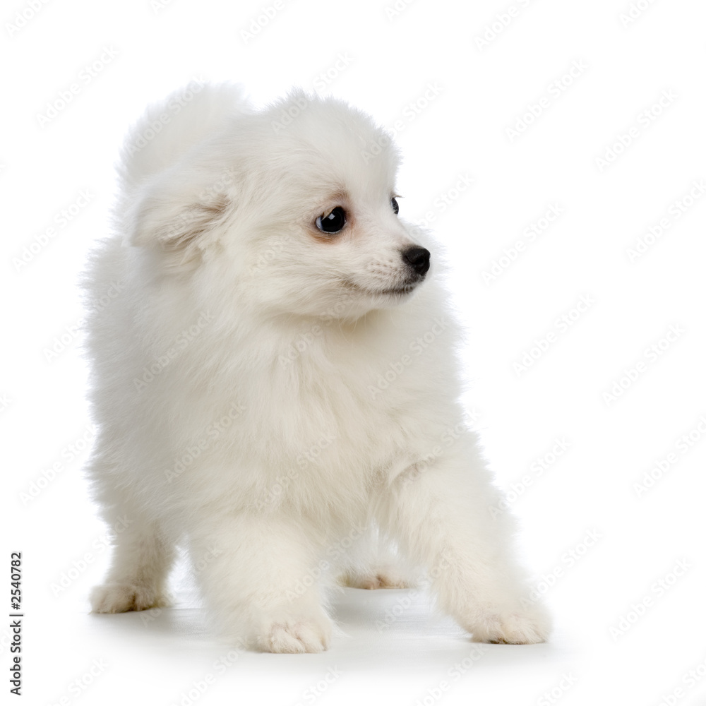 chiot keeshond ou spitz loup chiot keeshond ou spitz loup