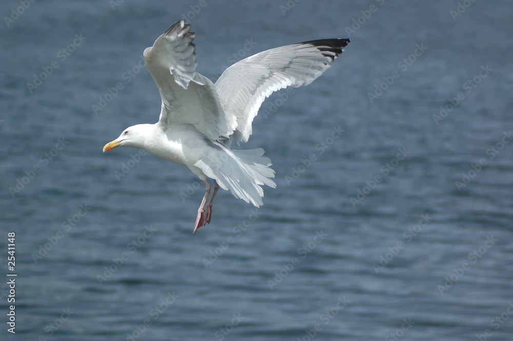 seagull seagull