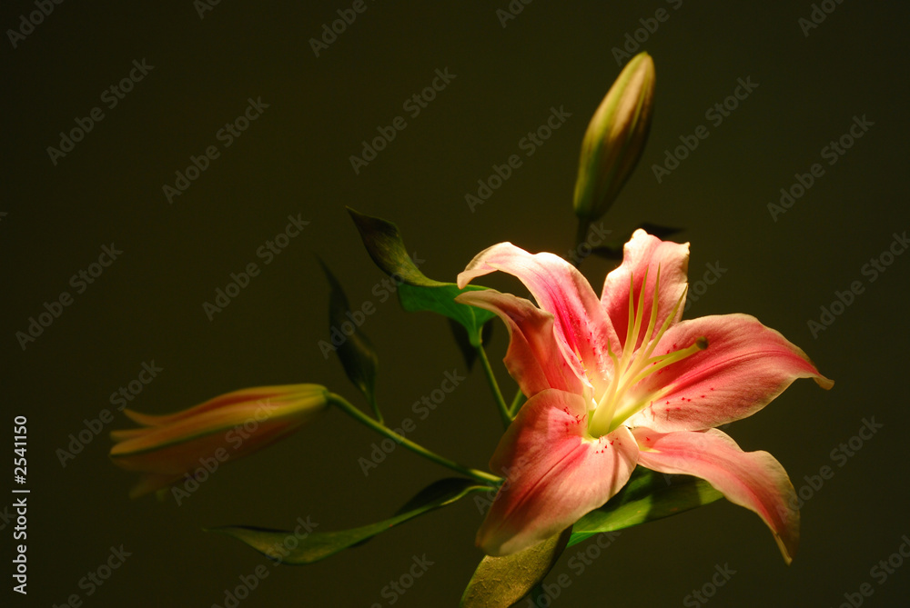 Fototapeta premium lilly