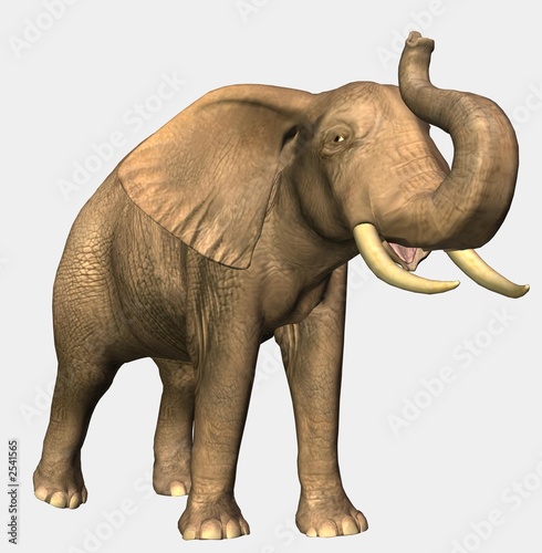 elefant