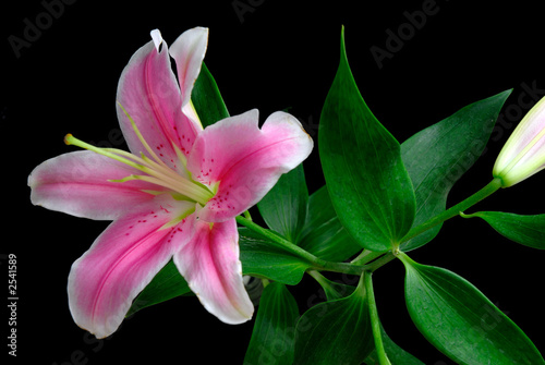 Fototapeta Naklejka Na Ścianę i Meble -  lily