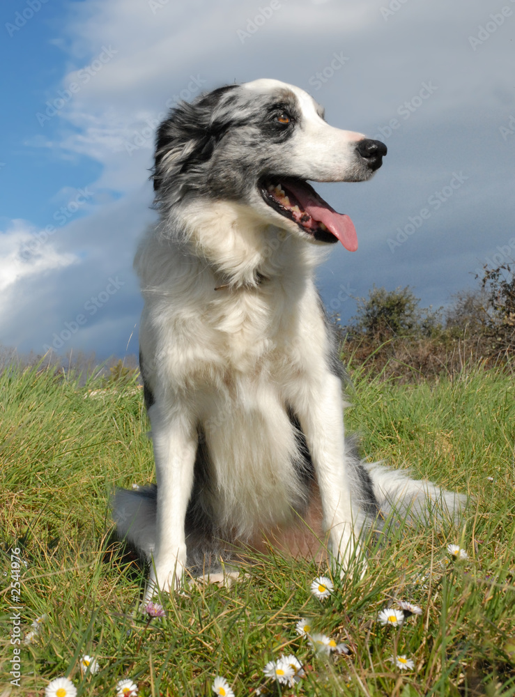 border collie