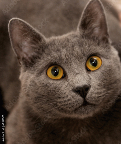 yellow eyed cat