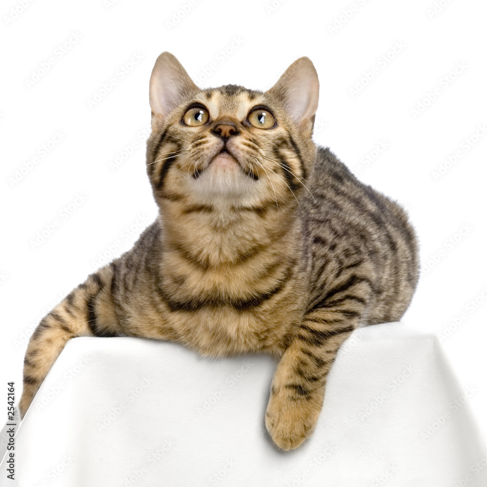 Obraz premium chaton du bengal