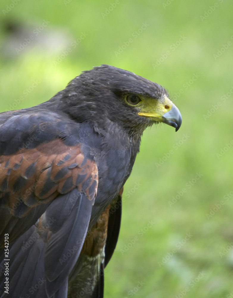 harris hawk harris hawk
