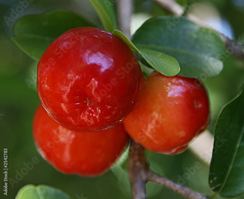 acerola photo