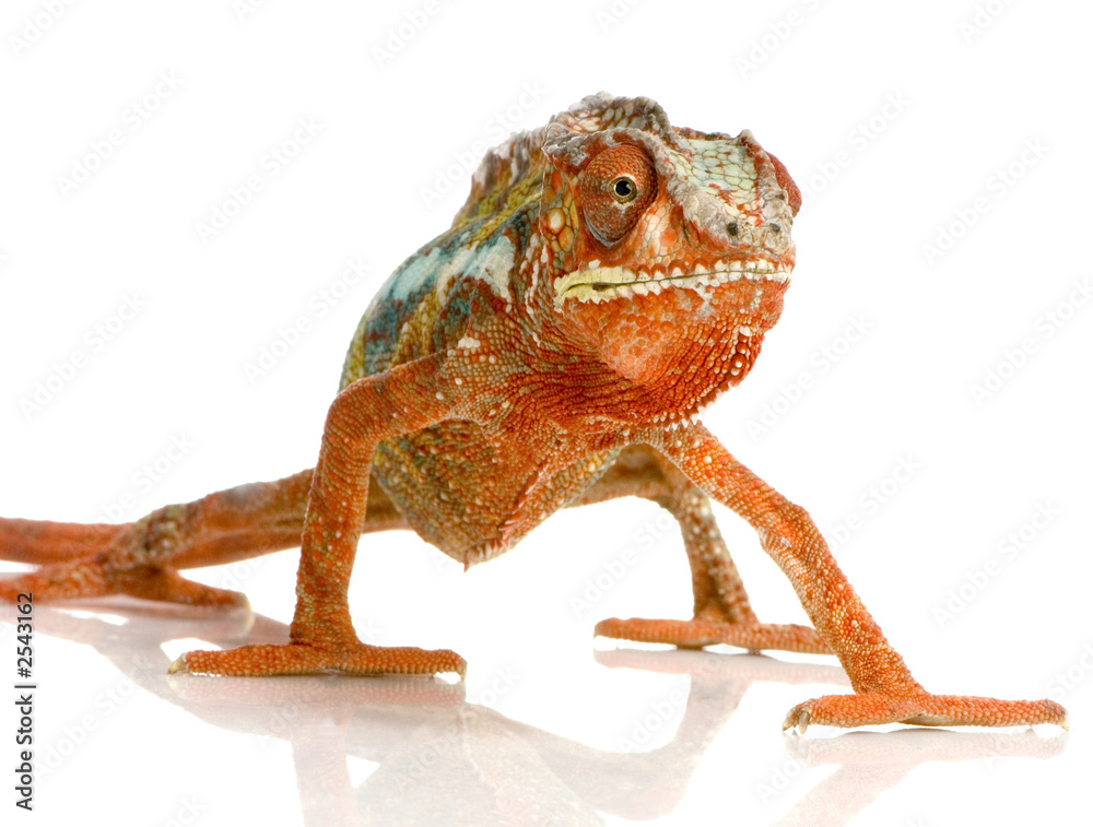 Fototapeta premium caméléon furcifer pardalis