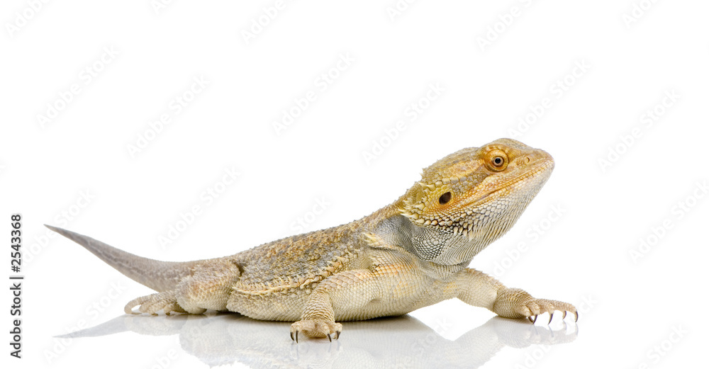 Fototapeta premium jeune dragon barbu - pogona vitticeps
