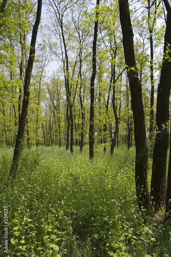 forest in springtime