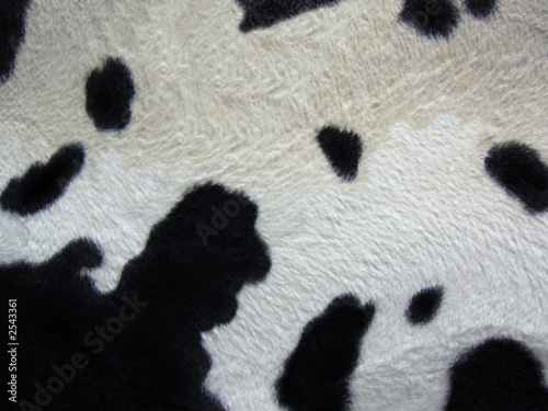 vache