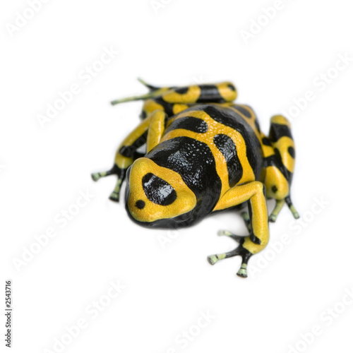 Obraz na plátně grenouille - dendrobates leucomelas