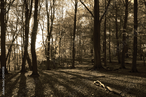 shadows