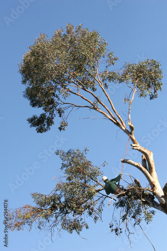 tree trimming