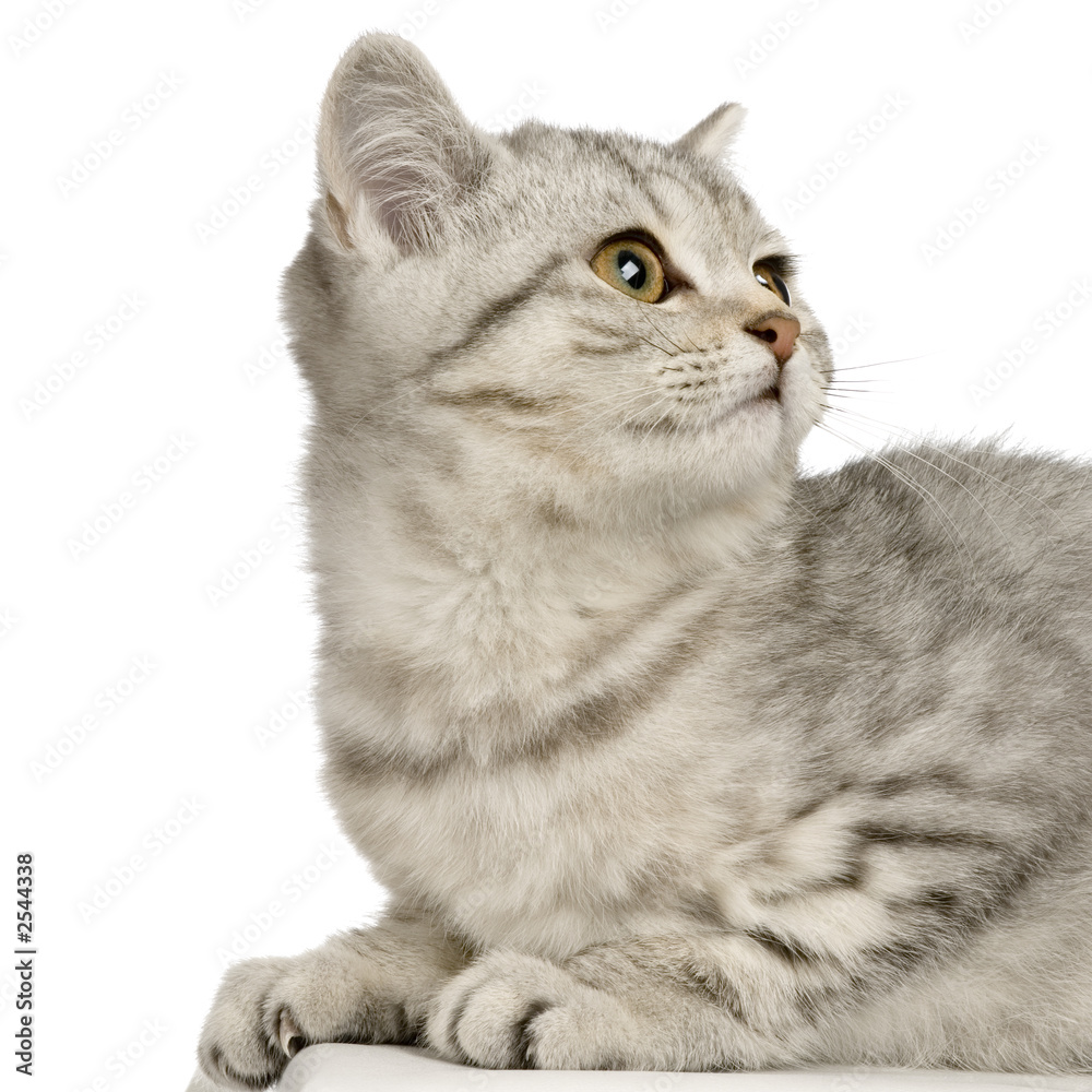 Obraz premium chaton british shorthair