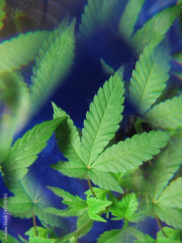 hemp leaf