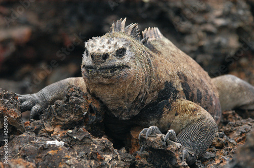 marine iguana