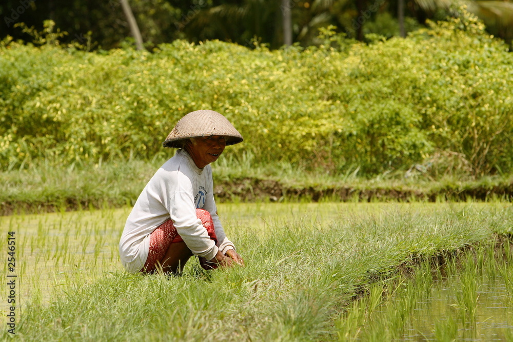 rice field rice field