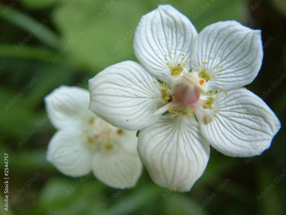Fototapeta premium a white wild fower
