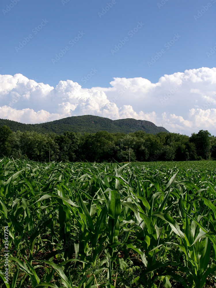young corn plants massachusetts young corn plants massachusetts