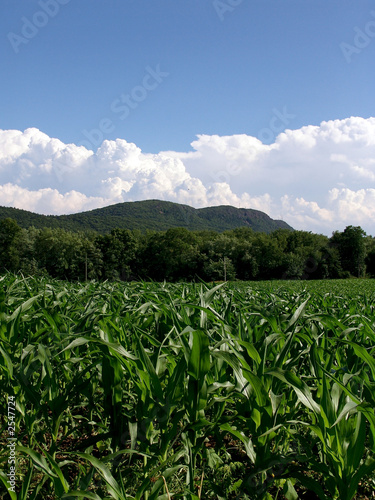 young corn plants massachusetts photo