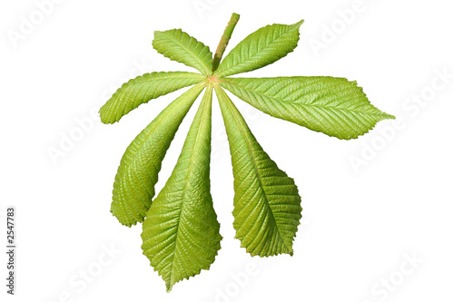 chestnut leaf coming out