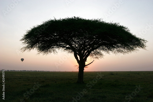 Fotografija sonnenaufgang in der serengeti