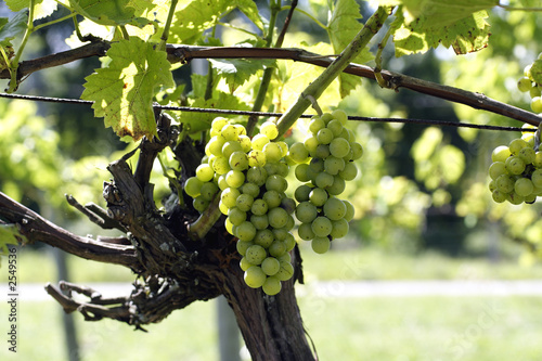 wine grapes on the vine